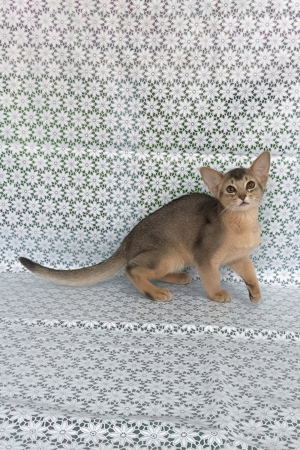 Fiesta | Abyssinian Kitten