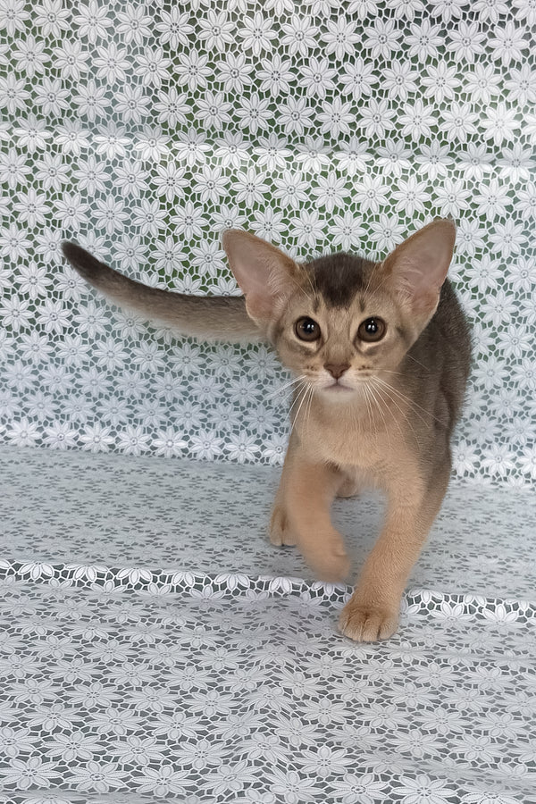 Fiesta | Abyssinian Kitten