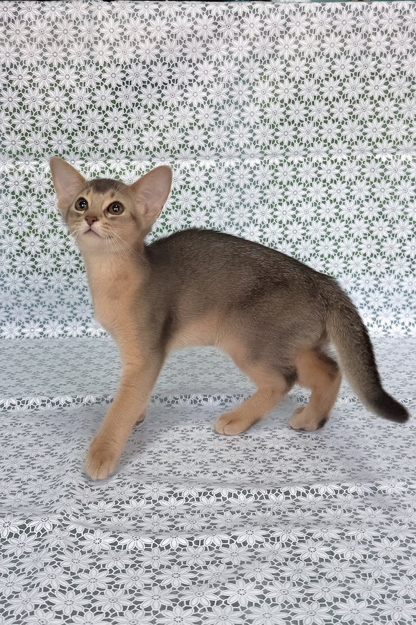 Fiesta | Abyssinian Kitten