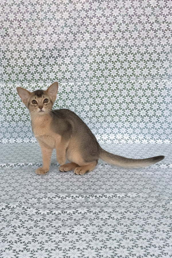 Fiesta | Abyssinian Kitten