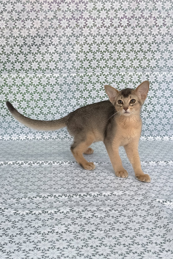Fiesta | Abyssinian Kitten