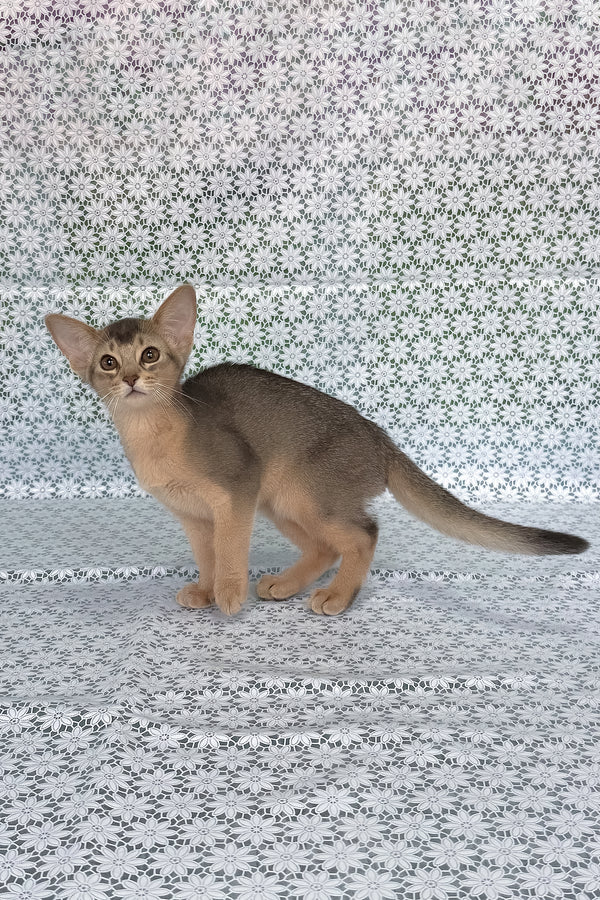Fiesta | Abyssinian Kitten