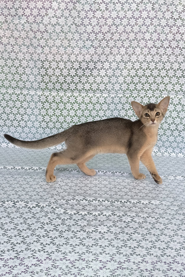Fiesta | Abyssinian Kitten
