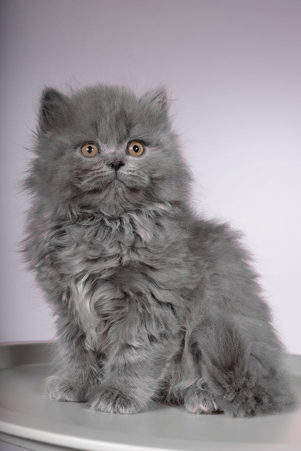 Flame | British Longhair Kitten