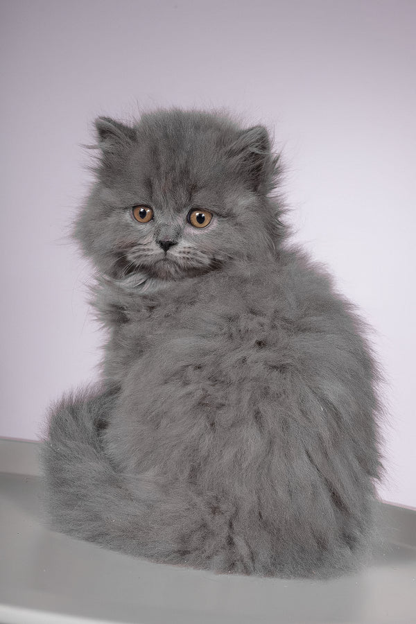 Flame | British Longhair Kitten