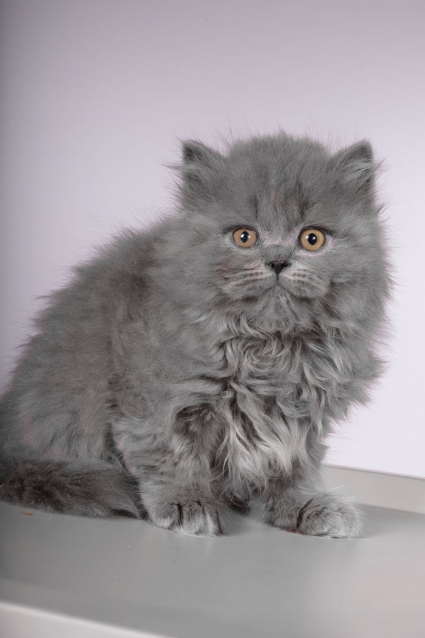 Flame | British Longhair Kitten