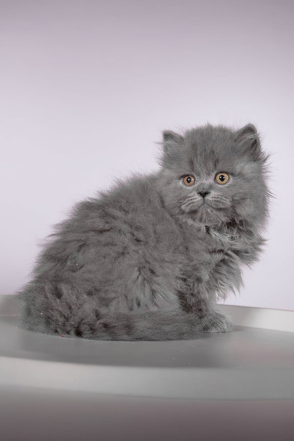 Flame | British Longhair Kitten