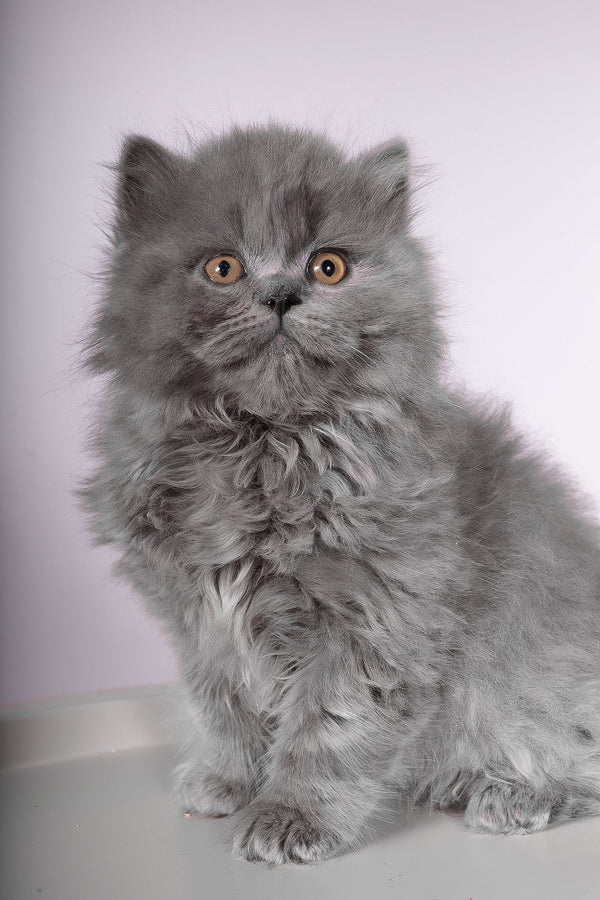 Flame | British Longhair Kitten