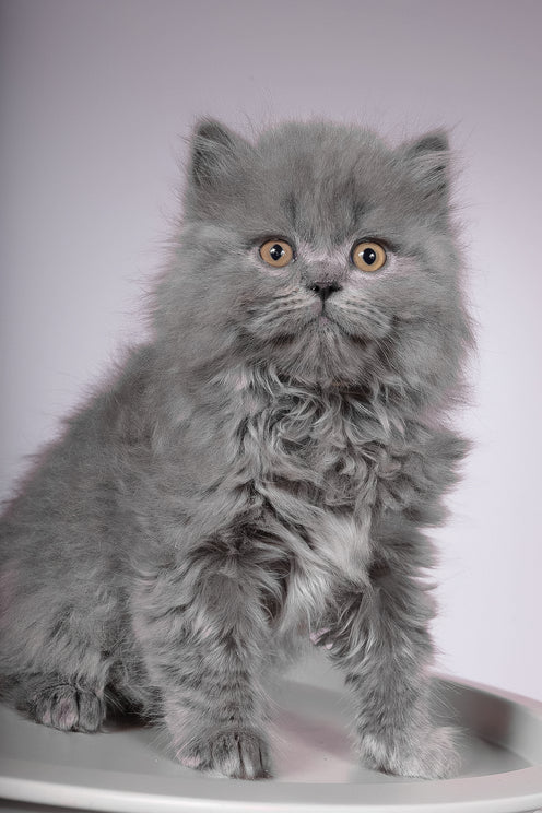 Flame | British Longhair Kitten
