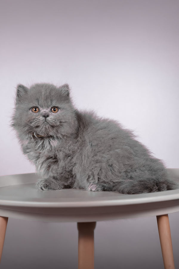 Flame | British Longhair Kitten