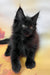 Flash | Maine Coon Kitten