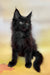 Flash | Maine Coon Kitten