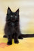 Flash | Maine Coon Kitten