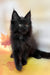 Flash | Maine Coon Kitten