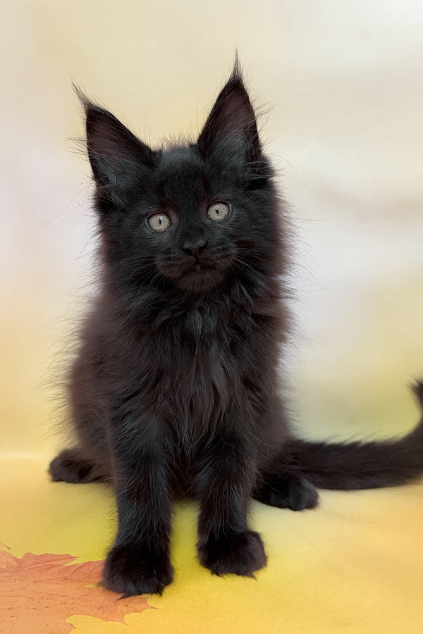 Flash | Maine Coon Kitten