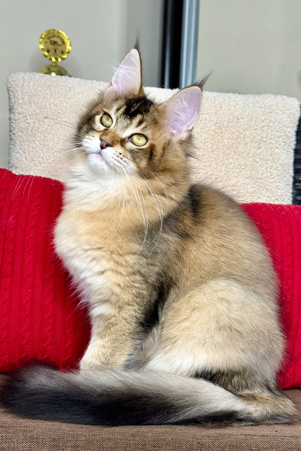 Fortuna | Golden Maine Coon Kitten