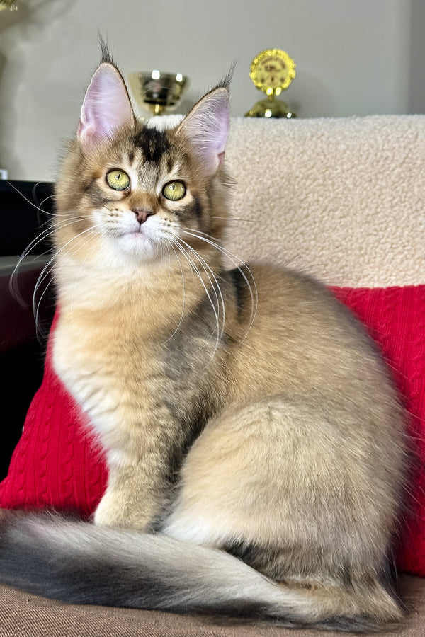 Fortuna | Golden Maine Coon Kitten