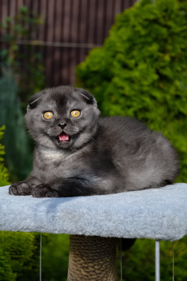Frank | Scottish Fold Kitten