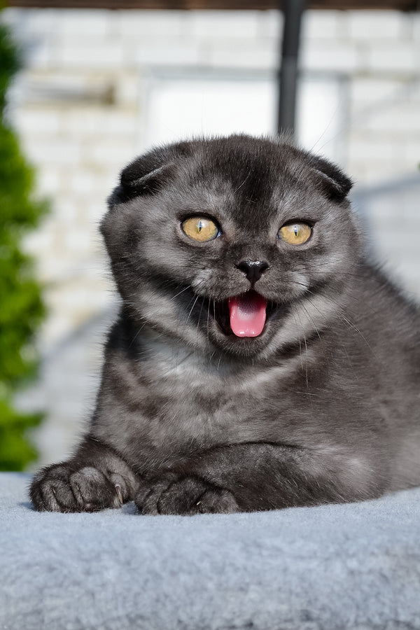 Frank | Scottish Fold Kitten