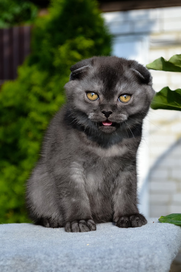 Frank | Scottish Fold Kitten