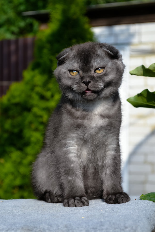 Frank | Scottish Fold Kitten