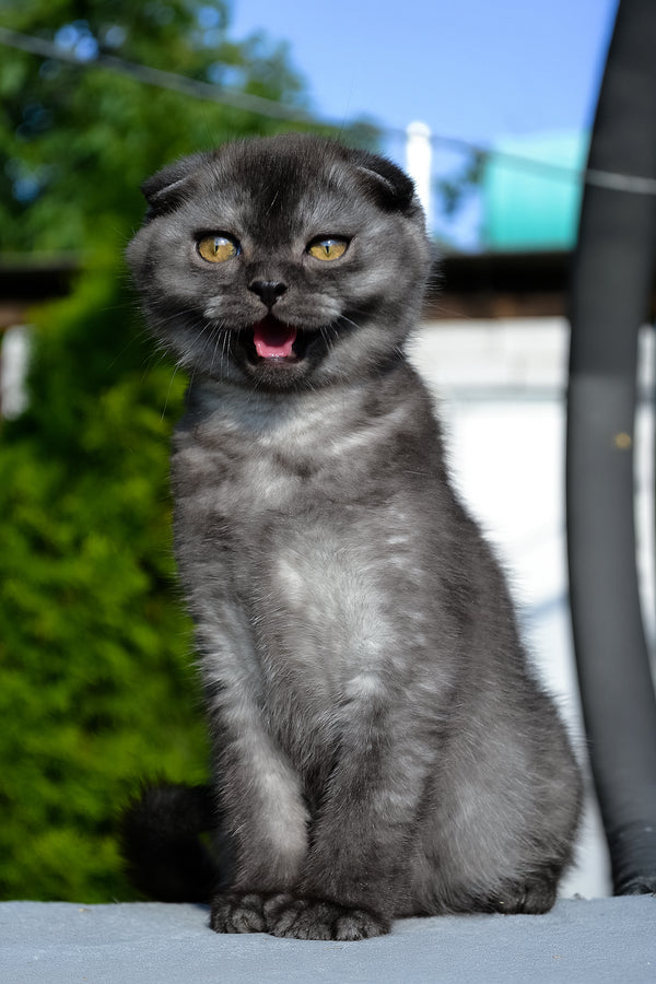 Frank | Scottish Fold Kitten
