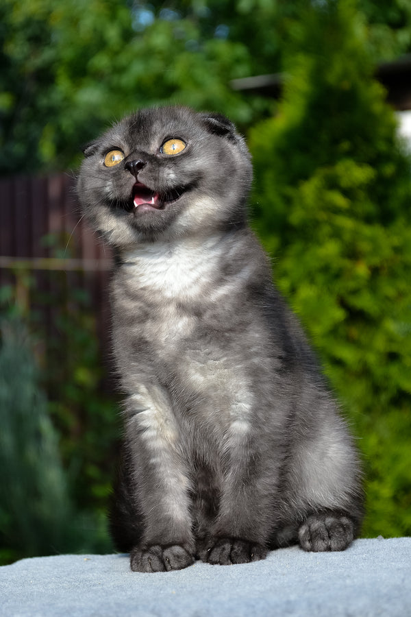Frank | Scottish Fold Kitten