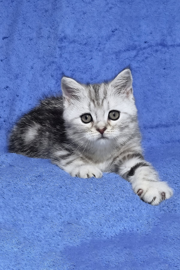 Gary | Scottish Straight Kitten