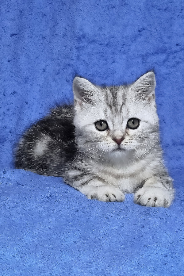 Gary | Scottish Straight Kitten