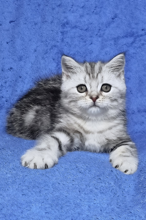 Gary | Scottish Straight Kitten