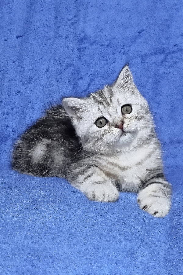 Gary | Scottish Straight Kitten