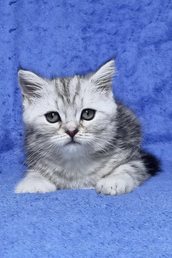 Gary | Scottish Straight Kitten