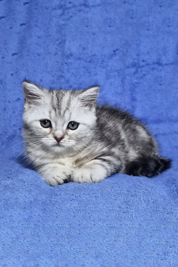 Gary | Scottish Straight Kitten