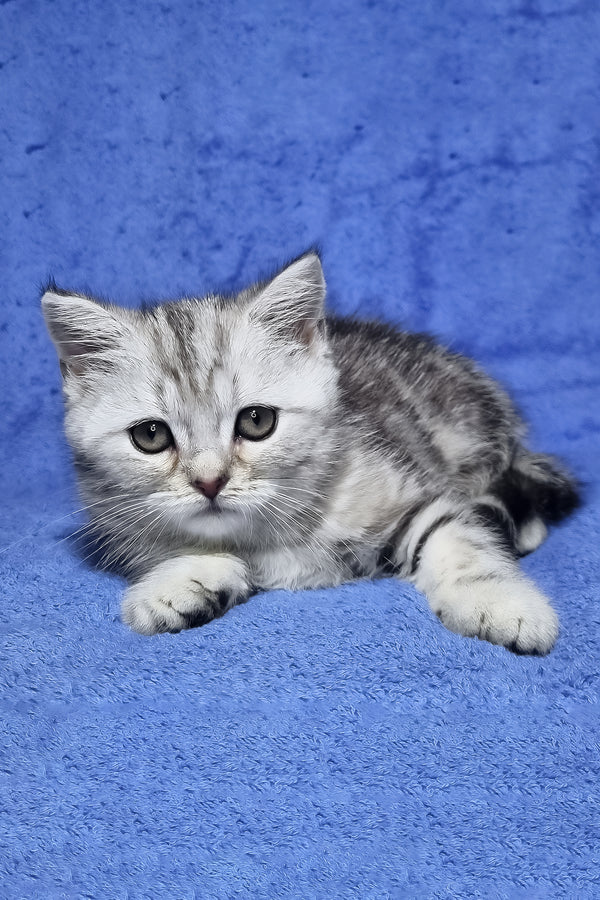 Gary | Scottish Straight Kitten