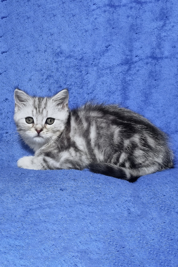 Gary | Scottish Straight Kitten