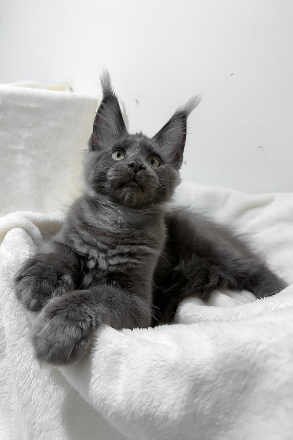 Gatsby | Maine Coon Kitten