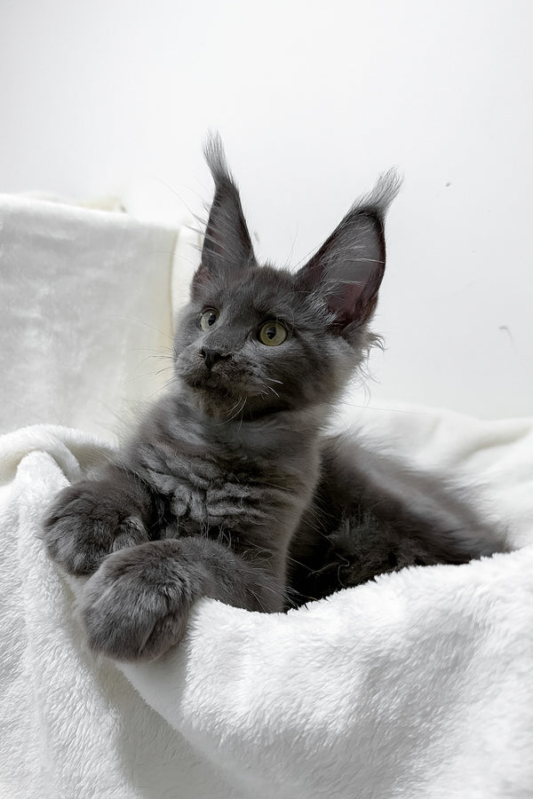 Gatsby | Maine Coon Kitten