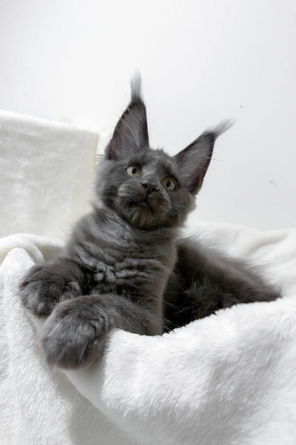 Gatsby | Maine Coon Kitten