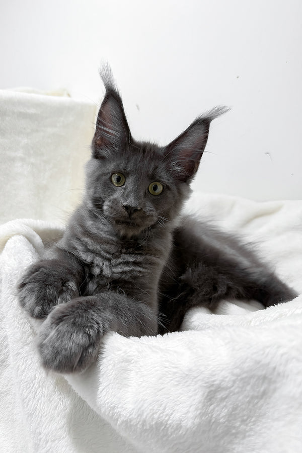Gatsby | Maine Coon Kitten