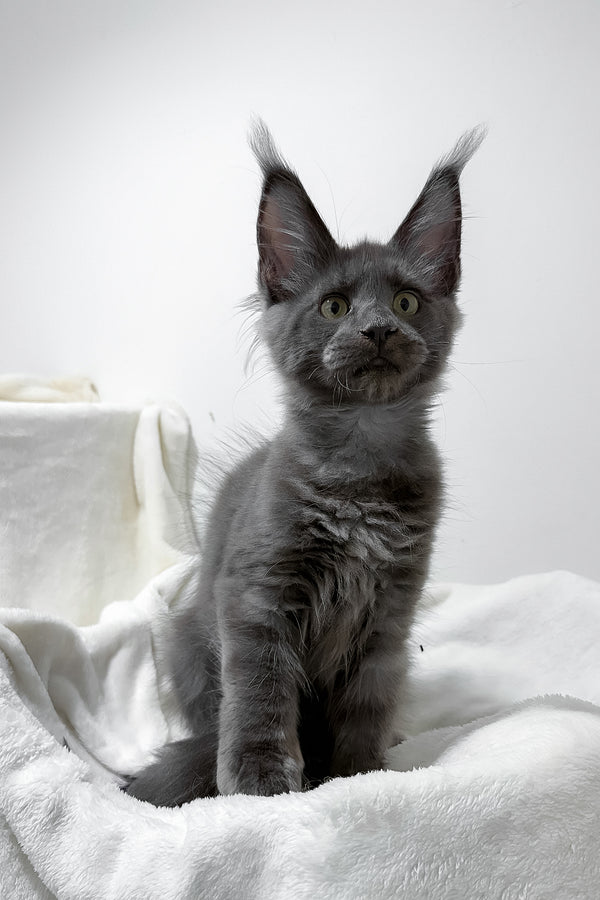 Gatsby | Maine Coon Kitten