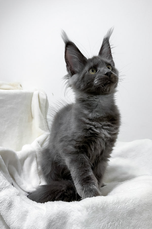 Gatsby | Maine Coon Kitten