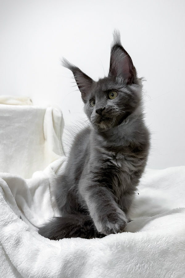 Gatsby | Maine Coon Kitten