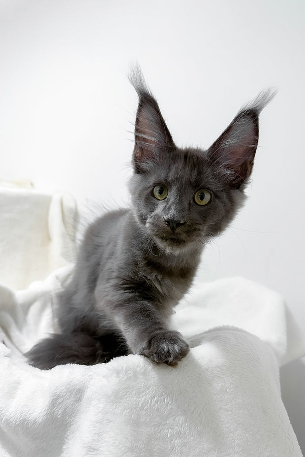 Gatsby | Maine Coon Kitten