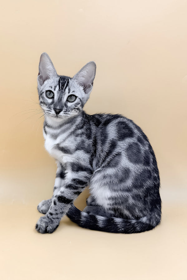 Genevieve | Bengal Kitten