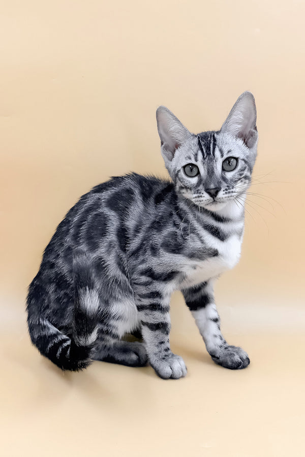Genevieve | Bengal Kitten