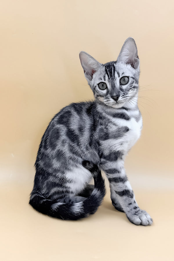Genevieve | Bengal Kitten