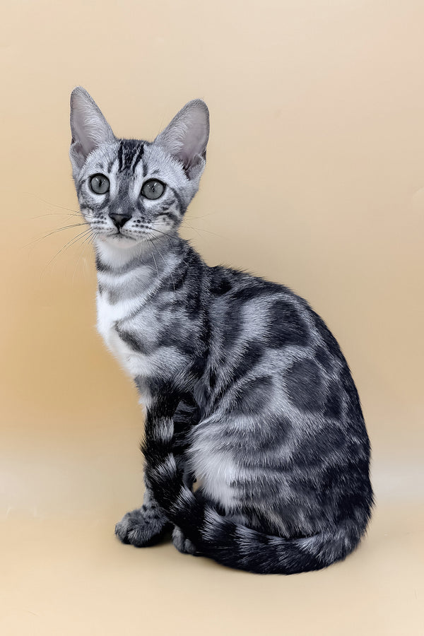 Genevieve | Bengal Kitten