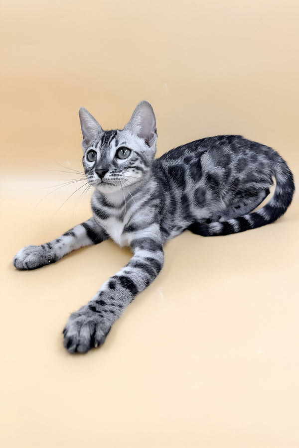 Genevieve | Bengal Kitten