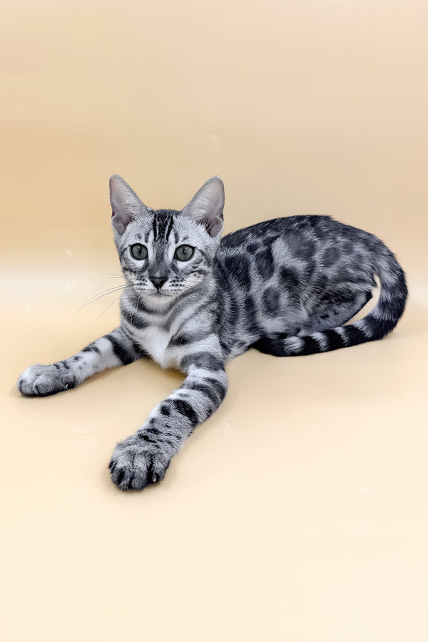 Genevieve | Bengal Kitten