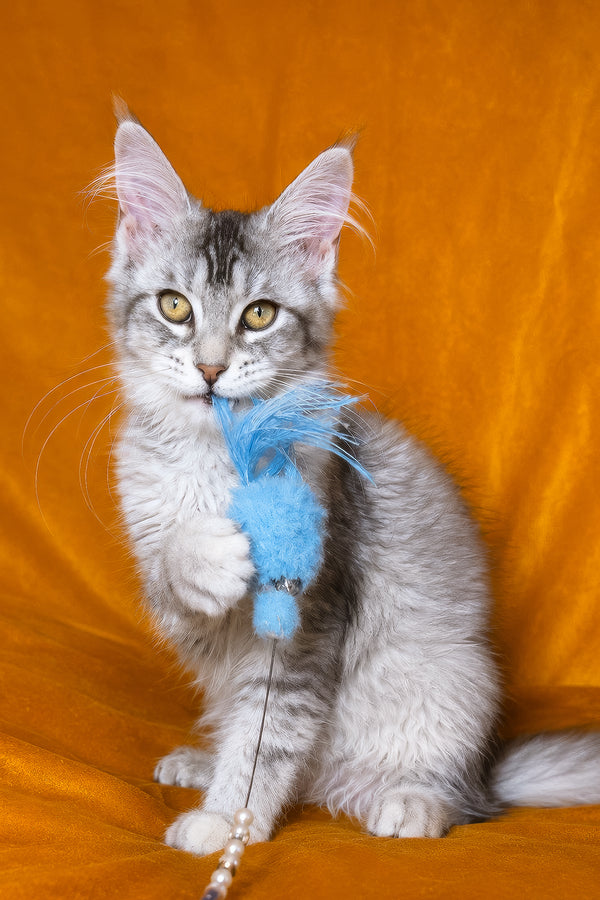 Gilded | Maine Coon Kitten